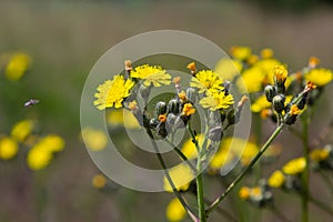 Bright yellow Pilosella caespitosa or Meadow Hawkweed flower, close up. Hieracium pratense Tausch or Yellow King Devil is tall,