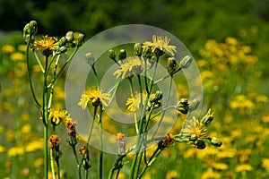 Bright yellow Pilosella caespitosa or Meadow Hawkweed flower, close up. Hieracium pratense Tausch or Yellow King Devil is tall,