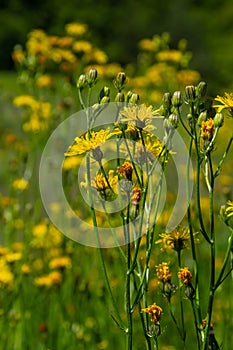 Bright yellow Pilosella caespitosa or Meadow Hawkweed flower, close up. Hieracium pratense Tausch or Yellow King Devil is tall,