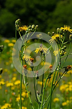 Bright yellow Pilosella caespitosa or Meadow Hawkweed flower, close up. Hieracium pratense Tausch or Yellow King Devil is tall,