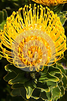 Bright yellow Protea pincushion flowers and leaves. Sugarbush South African flower