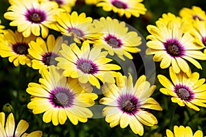 Bright yellow and purple African Daisy bloom in a garden