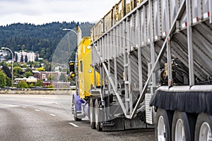 Bright yellow and purple classic big rig semi truck transporting agriculture cargo at bulk semi trailer running on the city