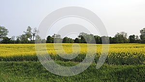 Bright yellow raps field in the country