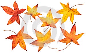 Bright yellow red autumn leaves set isolated on white. Transparent png additional format photo