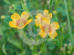 The bright yellow and red blooms of tufted flax photo