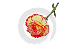 Bright yellow red carnation flower isolated on white
