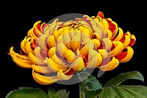 Bright yellow red chrysanthemum with green leaves blossom macro on black background