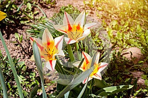 Bright yellow and red color tulip flowers blooming in the spring on green leaves background in the garden close up.