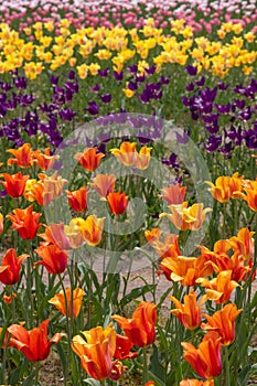 Bright yellow and red color Tulip flowers at Windmill island Gardens in Holland, Michigan.