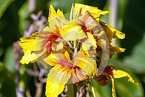 Bright yellow and red flower stem of a canna lily