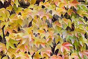 Bright yellow and red ivy leaves. Autumn background.