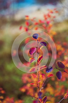 Bright yellow and red leaves background