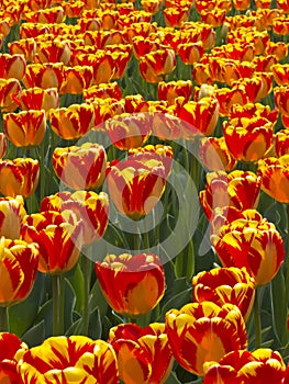 Bright Yellow And Red Tulips Show Off Their Spring