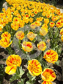 Bright Yellow And Red Tulips Show Off Their Spring