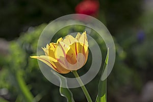 Bright yellow and red two color Monsella tulips hybrid, springtime flowering plants in the ornamental garden