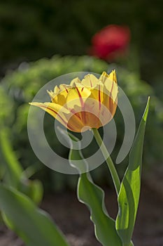 Bright yellow and red two color Monsella tulips hybrid, springtime flowering plants in the ornamental garden