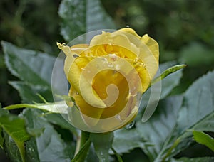 Bright yellow rose with big raindrops on green leaf background. Roses Lyric