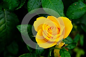 A bright yellow rose blooms amidst dark green leaves, dew drops visible on the petals and foliage