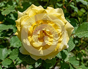 A bright yellow rose flower close up top view with extremely shallow depth of field.