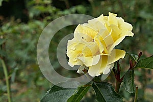 Bright yellow rose flower of cultivar Landora established by company Tantau photo