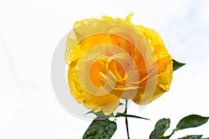 Bright yellow rose with green leaves after rain