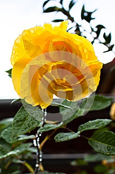 Bright yellow rose with green leaves after rain