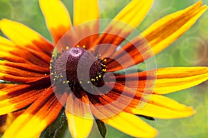 Bright yellow rudbeckia or Black Eyed Susan flower in the garden