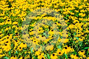 Bright yellow rudbeckia or Black Eyed Susan flowers in the garde