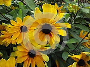 Bright yellow rudbeckia fulgida `Goldsturm` at Queen Elizabeth Park