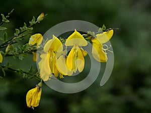 Bright yellow scotch broom flowers in spring   - Cytisus scoparius