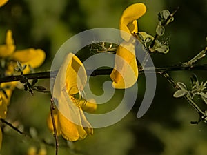 Closeup of a bright yellow scotch broom flower in spring   - Cytisus scoparius