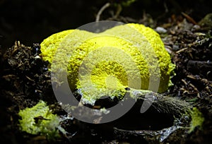 Bright yellow Scrambled-egg slime mould.
