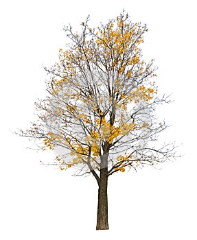 Bright yellow semi bare autumn maple tree