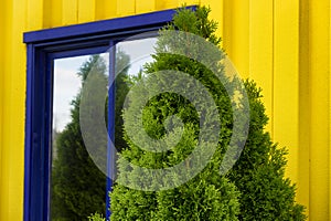 Bright Yellow Siding with blue framed window and evergreen shrub