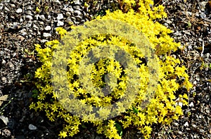 Bright yellow small flowers, sedum, caustic grow on rocky ground in sunny weather.