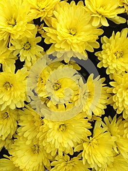 A bright yellow Spherical Chrysant