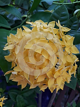 Bright Yellow Spike Flower