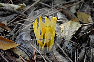 Yellow Spindle-Shaped Coral Mushrooms in Forest photo