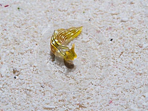 Bright yellow spiral-shaped object sits on the sandy beach, illuminated by the sunlight