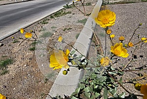 Bright Yellow Spring Daisy Flowers in the Sunshine!