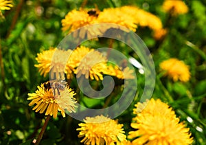 Bright yellow spring dandelions bloom on the lawn. Juicy green grass, yellow wildflowers. Bright sunlight. Blurred background.
