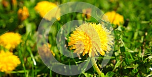 Bright yellow spring dandelions bloom on the lawn. Juicy green grass, yellow wildflowers. Bright sunlight. Blurred background.