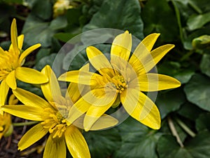 Bright yellow spring-flowering flower Ranunculus Kochii `Lemonade` with narrow petals