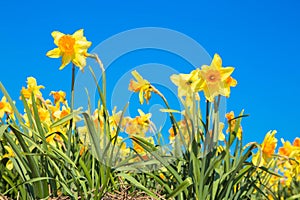 Bright yellow spring flowers daffodils