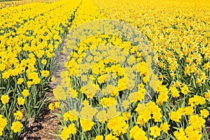 Bright yellow spring flowers daffodils