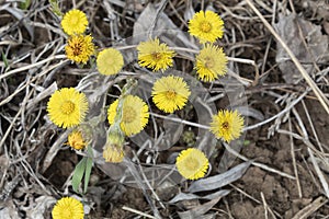 Bright yellow spring flowers of mother and stepmother lat. tussilago