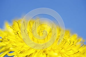 Bright yellow spring sunny dandelion flower close-up covered honey pollen grows in a spring clear sunny day against a blue sky