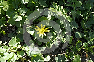 Bright yellow stands out on the velvet carpet from green leaves.