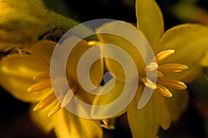 Bright yellow Star-grass flowers close-up